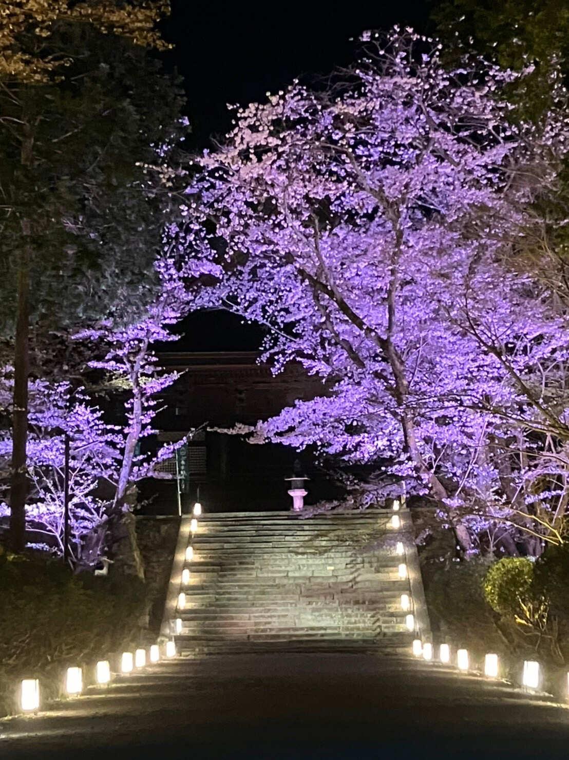 三井寺階段と桜